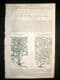Gerards Herbal 1633 Hand Col Botanical Print. Lathyrus Sweet Peas, Vetchlings | Albion Prints